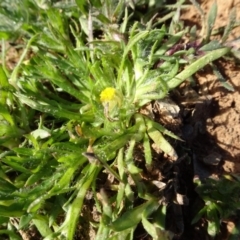 Triptilodiscus pygmaeus (Annual Daisy) at Ainslie volcanic grassland - 25 Jul 2020 by AndyRussell