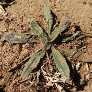 Plantago varia at Campbell, ACT - 25 Jul 2020