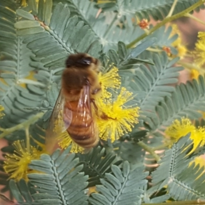 Apis mellifera (European honey bee) at Isaacs Ridge and Nearby - 27 Jul 2020 by Mike