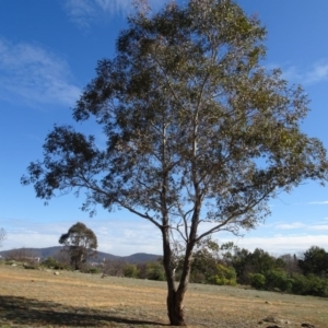 Eucalyptus melliodora at Campbell, ACT - 25 Jul 2020