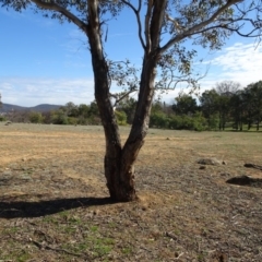 Eucalyptus melliodora at Campbell, ACT - 25 Jul 2020 12:10 PM