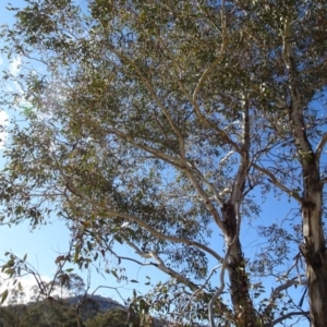 Eucalyptus melliodora at Campbell, ACT - 25 Jul 2020