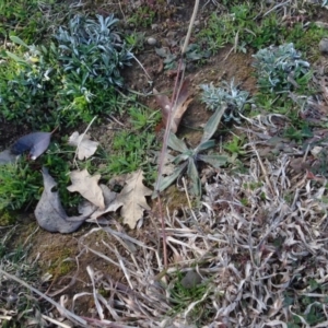 Bothriochloa macra at Campbell, ACT - 25 Jul 2020 12:15 PM