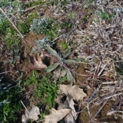 Bothriochloa macra at Campbell, ACT - 25 Jul 2020 12:15 PM