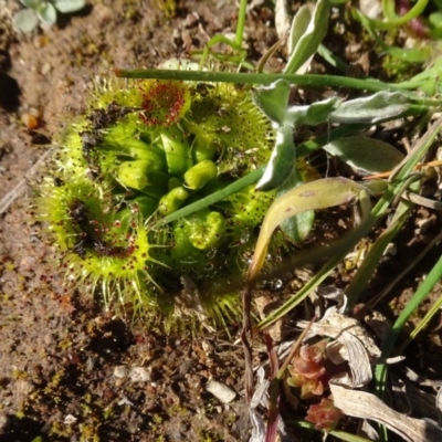 Drosera (genus) (A Sundew) at Campbell, ACT - 25 Jul 2020 by AndyRussell