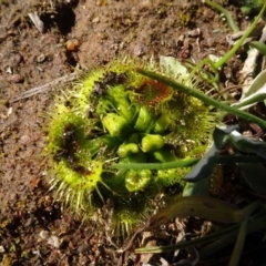 Drosera sp. at Campbell, ACT - 25 Jul 2020