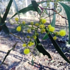 Acacia pycnantha (Golden Wattle) at Point 75 - 27 Jul 2020 by RWPurdie