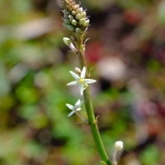 Stackhousia monogyna (Creamy Candles) at Woodstock Nature Reserve - 28 Jul 2020 by Kurt