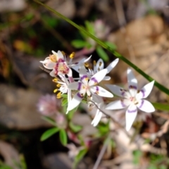 Wurmbea dioica subsp. dioica (Early Nancy) at Ginninderry Conservation Corridor - 28 Jul 2020 by Kurt