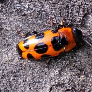 Episcaphula australis at Holt, ACT - 28 Jul 2020