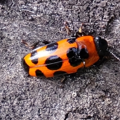 Episcaphula australis (Fungus beetle) at Holt, ACT - 28 Jul 2020 by Kurt