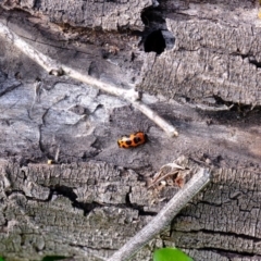 Episcaphula australis at Holt, ACT - 28 Jul 2020