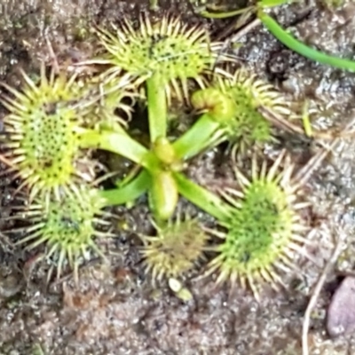 Drosera sp. (A Sundew) at Aranda Bushland - 28 Jul 2020 by trevorpreston