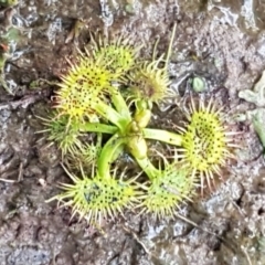 Drosera sp. at Holt, ACT - 28 Jul 2020