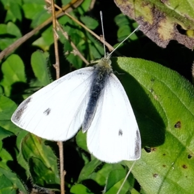 Pieris rapae (Cabbage White) at Holt, ACT - 28 Jul 2020 by Kurt