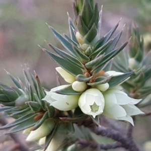 Melichrus urceolatus at Holt, ACT - 28 Jul 2020