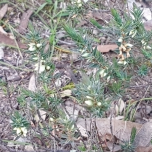 Melichrus urceolatus at Holt, ACT - 28 Jul 2020