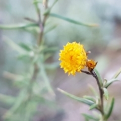 Chrysocephalum semipapposum (Clustered Everlasting) at Holt, ACT - 28 Jul 2020 by trevorpreston