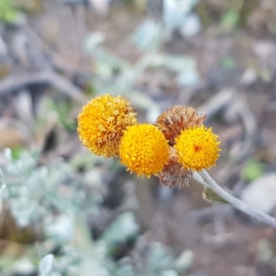 Chrysocephalum apiculatum (Common Everlasting) at Holt, ACT - 28 Jul 2020 by tpreston