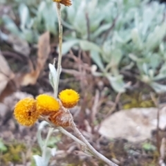 Chrysocephalum apiculatum at Holt, ACT - 28 Jul 2020