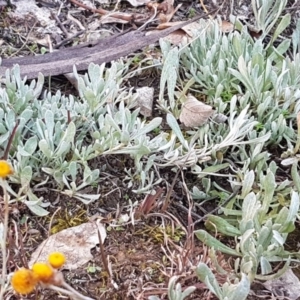 Chrysocephalum apiculatum at Holt, ACT - 28 Jul 2020