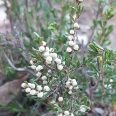 Cryptandra amara (Bitter Cryptandra) at Aranda Bushland - 28 Jul 2020 by trevorpreston