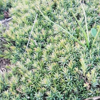 Astroloma humifusum (Cranberry Heath) at Aranda Bushland - 28 Jul 2020 by trevorpreston