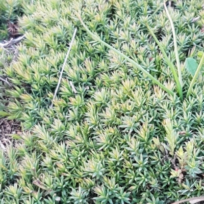 Astroloma humifusum (Cranberry Heath) at Holt, ACT - 28 Jul 2020 by tpreston