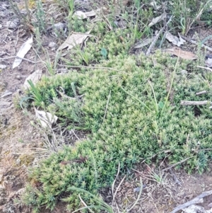 Styphelia humifusum at Holt, ACT - 28 Jul 2020