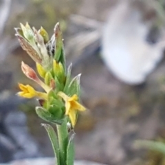 Pimelea curviflora (Curved Rice-flower) at Aranda Bushland - 28 Jul 2020 by trevorpreston