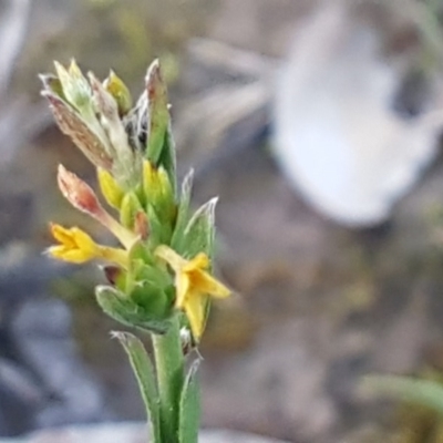 Pimelea curviflora (Curved Rice-flower) at Aranda Bushland - 28 Jul 2020 by trevorpreston