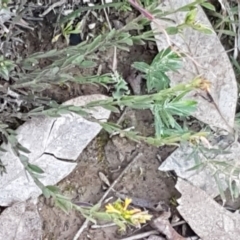 Pimelea curviflora at Holt, ACT - 28 Jul 2020
