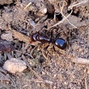 Papyrius nitidus at Molonglo River Reserve - 28 Jul 2020