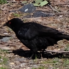 Corcorax melanorhamphos (White-winged Chough) at Woodstock Nature Reserve - 28 Jul 2020 by Kurt