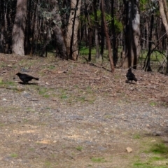 Corcorax melanorhamphos at Holt, ACT - 28 Jul 2020 12:15 PM