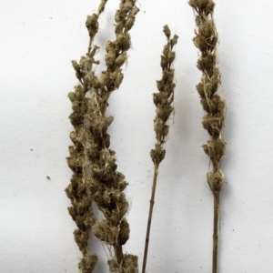 Lythrum salicaria at Yarralumla, ACT - 28 Jul 2020