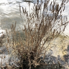 Lythrum salicaria at Yarralumla, ACT - 28 Jul 2020 12:48 PM