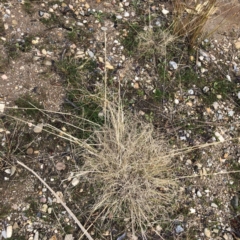 Eragrostis curvula (African Lovegrass) at Yarralumla, ACT - 28 Jul 2020 by ruthkerruish