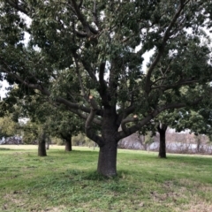 Brachychiton populneus subsp. populneus (Kurrajong) at Lake Burley Griffin West - 28 Jul 2020 by ruthkerruish