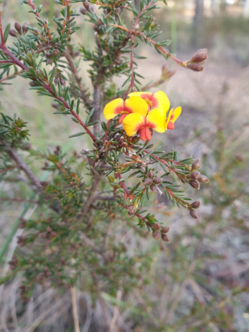 Dillwynia phylicoides at O'Connor, ACT - 27 Jul 2020