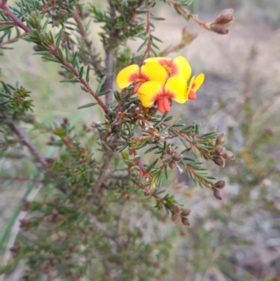 Dillwynia phylicoides (A Parrot-pea) at O'Connor, ACT - 27 Jul 2020 by JSchofield