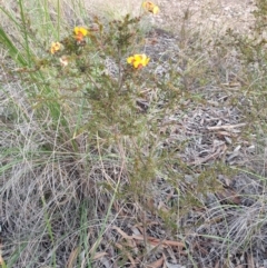 Dillwynia phylicoides at O'Connor, ACT - 27 Jul 2020