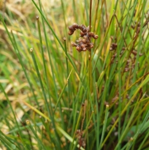 Juncus subsecundus at Forde, ACT - 25 Jul 2020