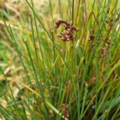 Juncus sp. (A rush) at Forde, ACT - 25 Jul 2020 by JSchofield