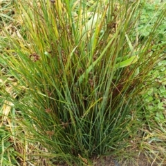 Juncus subsecundus at Forde, ACT - 25 Jul 2020 06:03 PM