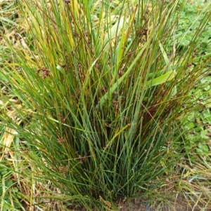 Juncus subsecundus at Forde, ACT - 25 Jul 2020