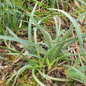 Lomandra filiformis subsp. coriacea at Forde, ACT - 25 Jul 2020