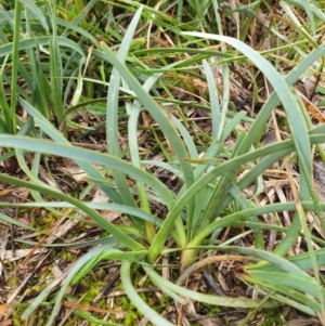 Lomandra filiformis subsp. coriacea at Forde, ACT - 25 Jul 2020 05:53 PM