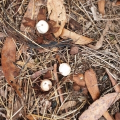 Geastrum sp. (genus) (An earthstar) at Stromlo, ACT - 11 Jul 2020 by JSchofield