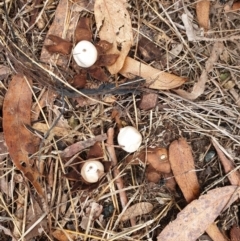 Geastrum sp. (Geastrum sp.) at Stromlo, ACT - 11 Jul 2020 by JSchofield